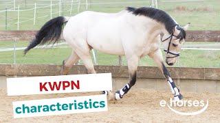 KWPN horse | characteristics, origin & disciplines