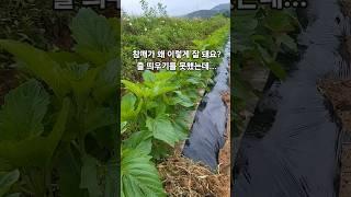 (에듀파머)참깨가 왜 이렇게 잘 돼요?