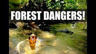  Thailand Forest Safety: TIGERS, BEARS, Leopards, Snakes, Scorpions!