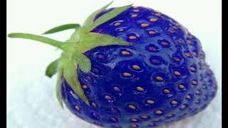 blue strawberry, lo-fi minimal dubstep