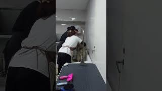 Михалыч из Пскова ищет дом! Пожилой, добрый, умный! 61-03-03 #добро #собаки #ищудом