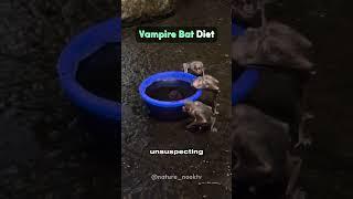 Vampire Bat Diet