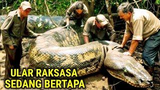 Geger !! Hendak Cari Kayu Dihutan Warga Temukan Ular Raksasa Sedang Bertapa Dalam Goa