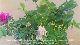 7days nattu rose combo.380rs-courier free