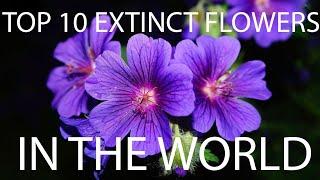 Top 10 extinct flowers in the world that you would't know!||️||JV Creationz