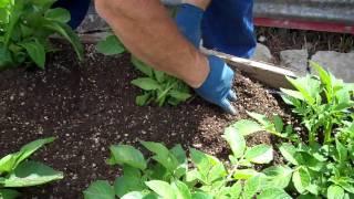 Hilling Potatoes... a "how to" video !!!!