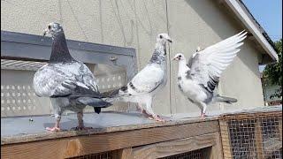 Young Racing Pigeons Learning to Fly Together + Trap Training