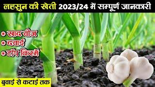 लहसुन की उन्नत खेती 2023-24 में | Lahsun ki kheti | lahsun ki kheti kaise karen | Variety, khad, bij