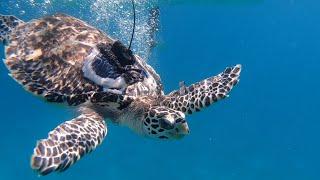 World Sea Turtle Day