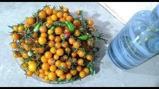 Hydroponic Greenhouse in Pakistan (Climate Controlled)-Complete video will be uploaded soon!