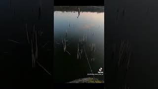 Клювання Карася на Кивок #рибалка #карась #кивок #покльовка #fishing #carp #shorts