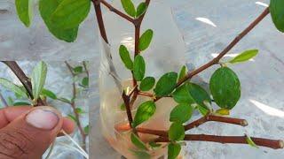 How to propagate Jujube Tree Fast with Natural water