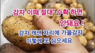 감자 이때 절대"수확하면 안됩니다! 봄"감자 캐낸 자리에. 가을"감자 또' 이렇게 심으세요!!