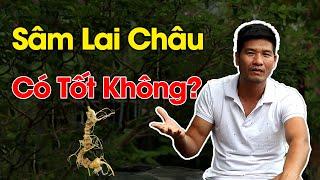 Sâm Lai Châu có tốt không? có tác dụng gì?