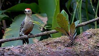 Bouncing Red-crowned Woodpecker Surveys the Platform Feeder in Panama | June 18, 2025