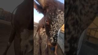 ⁉️Does the camera man escape?! #bullriding #rodeo #video #cowboy