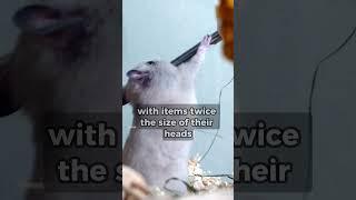 Hamster Chronicles: Intriguing Facts in Seconds! #shorts #animals #hamsterbabies #wild #nature