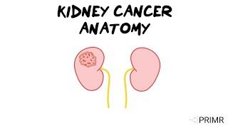 Doctor Explains Anatomy for Kidney Cancer