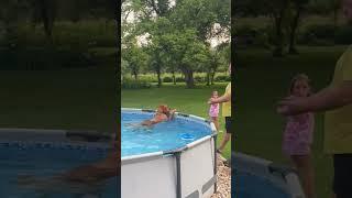 Cute Dog Refuses to Get Out of Pool! #Shorts #Dogs