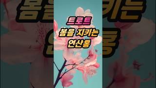 트로트 봄을 지키는 연산홍#봄#연산홍