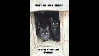 Жизнь кошачья это вам не собачья!