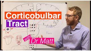 Corticobulbar Tract