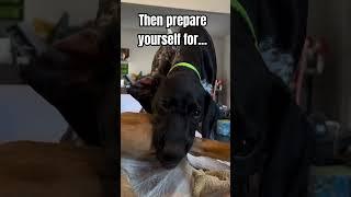 Make sure you’re prepared BEFORE adding a shorthair to the family