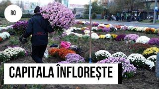 Chișinău înflorește toamna: peste o mie de tufe de crizanteme și bulbi de lalele, plantate