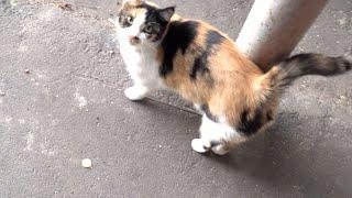 Calico cat meow and her family