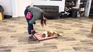 Frankie’s first week of obedience school! (Week 1) - K9one Dog Training