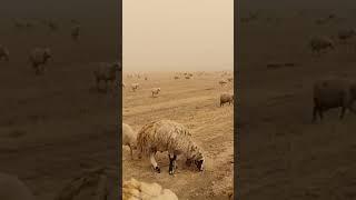 اشتركو بقناتي مربي الاغنام غنم جبل مشاءالله تبارك الرحمن #animal