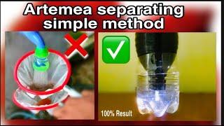 Artemia Separating Simple Method | Hatching Brine Shrimp For Betta Fry |