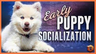 How to do Early Puppy Socialization - Advice, Research, Power Tips