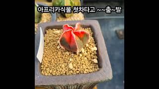 #금화다육 #아프리카식물 #라이브방송 #다육식물 #수입전문 #토마토뜰다육