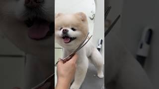 포메라니안 곰돌이컷 #포메라니안 #포메미용 #몽글댕글 #강아지미용