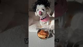 개달아 김치!  #조이앤릴리 #성우김서영 #하루또이틀 #강아지 #funny #dogshorts