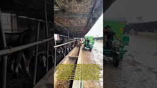 Precision Feeding: Watch This Farmer Master the Art of Perfect Cattle Nutrition Delivery!