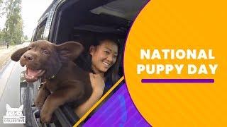 National Puppy Day | The Pet Collective