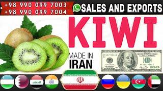 Iranian Kiwi: Sale and export of Hayward kiwi fruits from Iran to all over the world