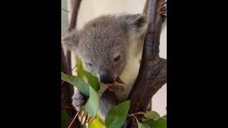 Koala Joey eating leaves! #animals #yeppoon #wildlife #australia #cute #nature #fun #amazing #koala