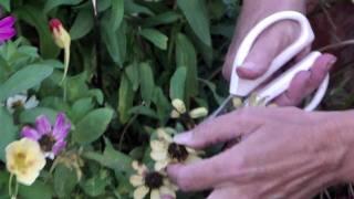 How to Deadhead Zinnias