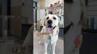 다욧트는 엄마나 하시죠! #강아지일상 #retreiver