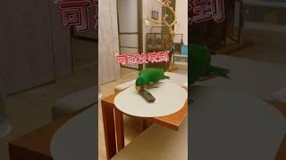 相處這麼久我還是不敢跟布丁正面對決#折衷鸚鵡#鸚鵡布丁
