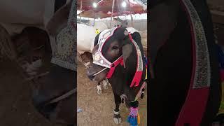 KARACHI MANDI COW BY MUHAMMAD ZAKIR