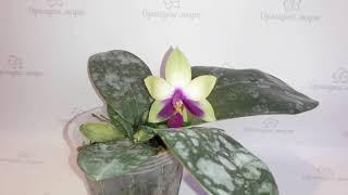 Обзор цветущей орхидеи фаленопсиса Phal. Bellina
