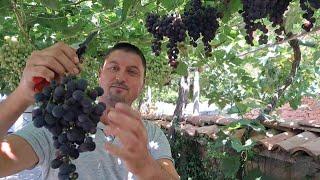 How to Grow and Prune Table Grapes on a Pergola - arbor. [Eng sub]