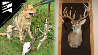 The Dog That Found A 270" Rack! The Sweetie Buck!