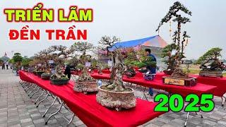 Triển lãm Cây Cảnh Đền Trần 2025 || Dàn cây để bàn (Phần 2)