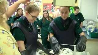 Veterinary Assistant Program - Virtual Tour - Great Lakes Institute of Technology