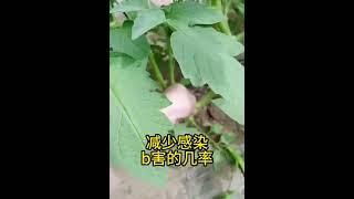 番茄这样做，可让番茄的产量翻一倍，你学会了吗？ #diy